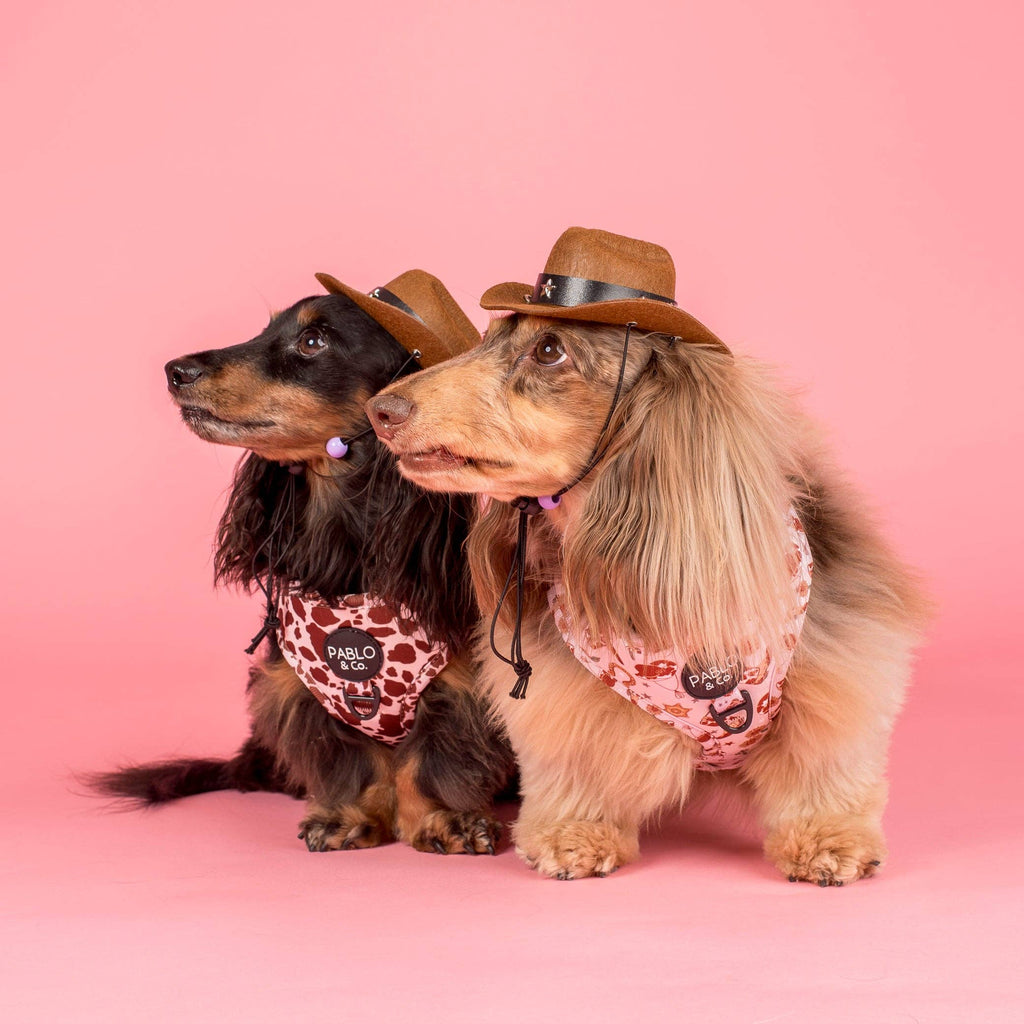 Rodeo Adjustable Dog Harness