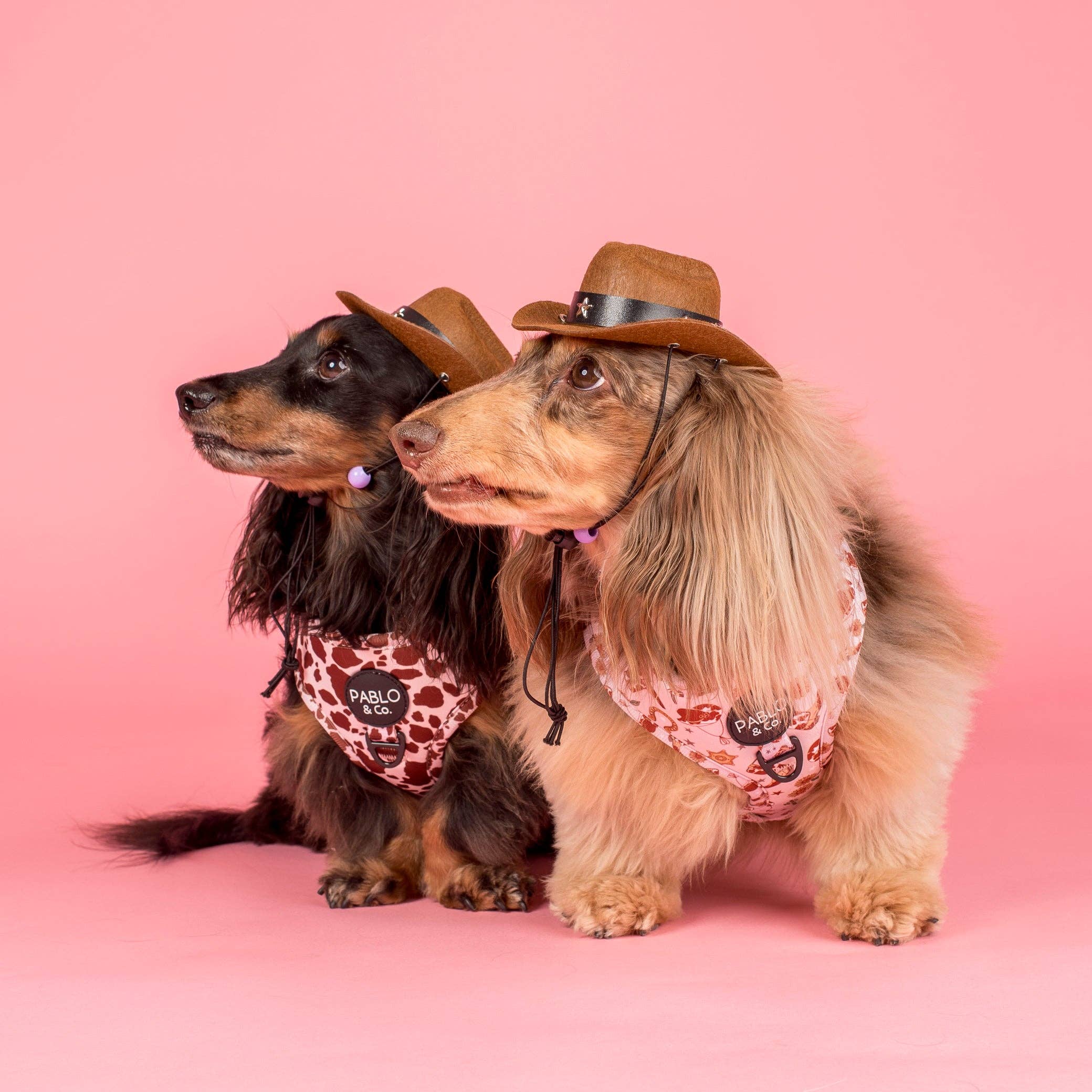 Rodeo Adjustable Dog Harness