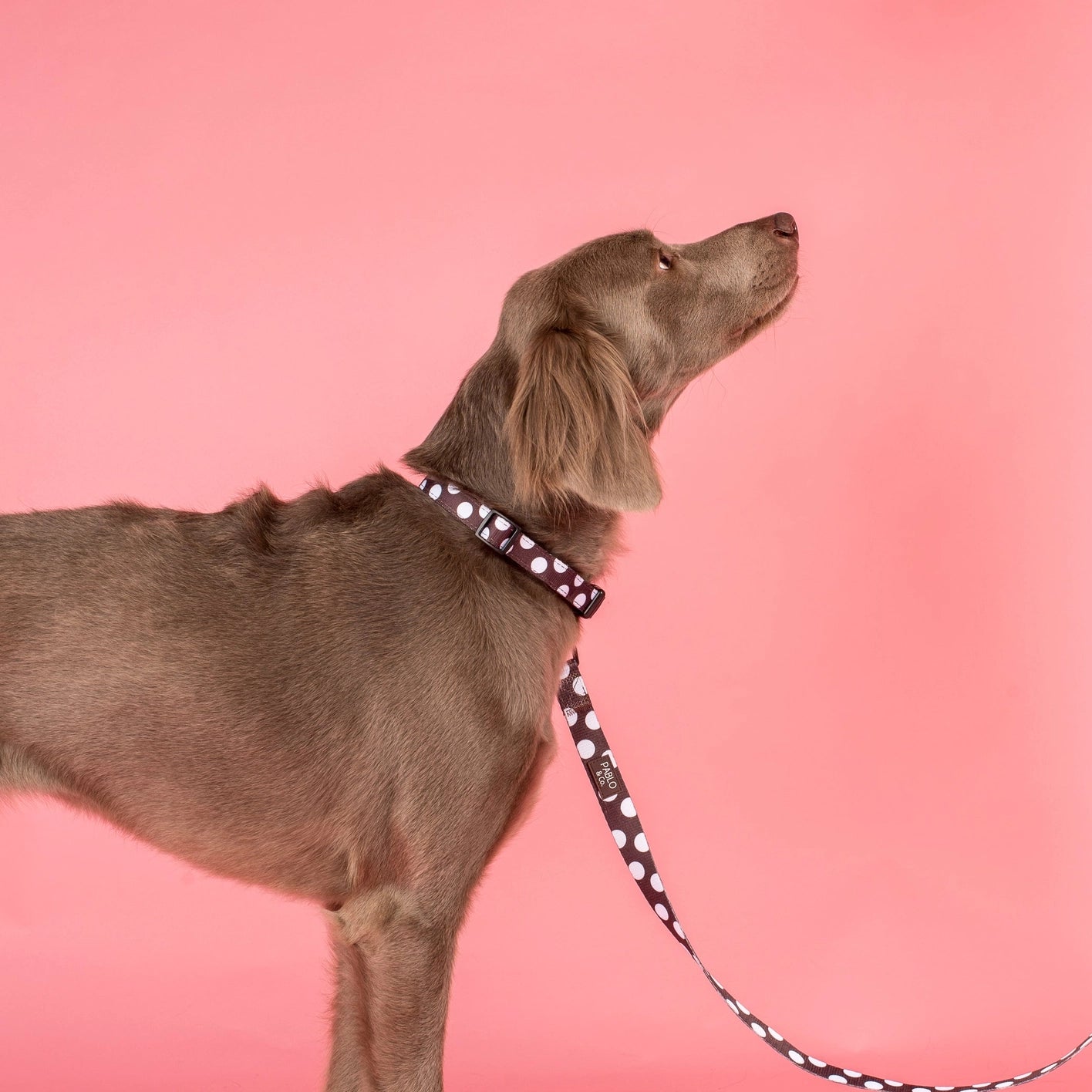 Polka dot dog lead