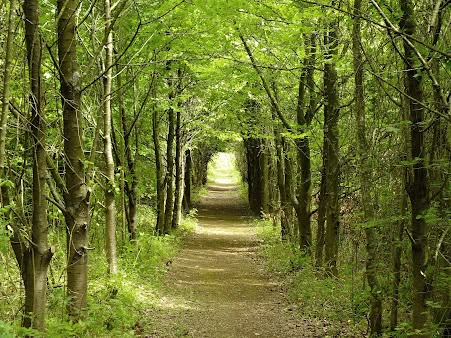 Daisy’s Bluebells and Bubbles dog walk