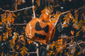 Halloween Jack the Lad Pumpkin small breed Eco Dog Toy