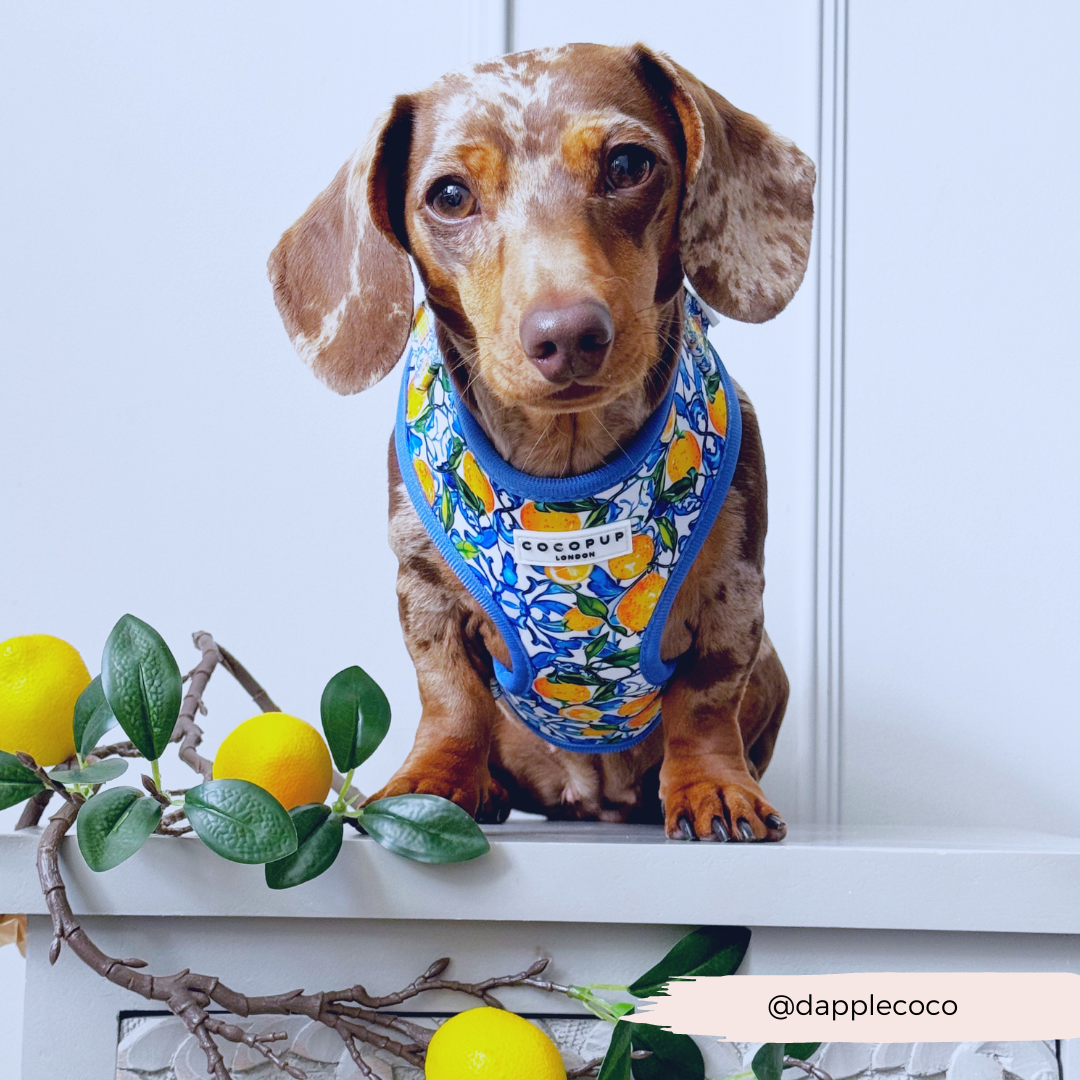 Amalfi Lemon Adjustable Neck HARNESS