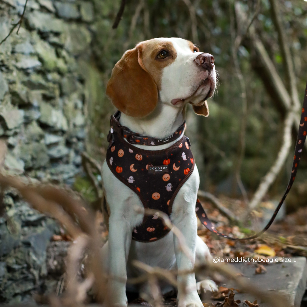 Boo Crew Adjustable Neck HARNESS