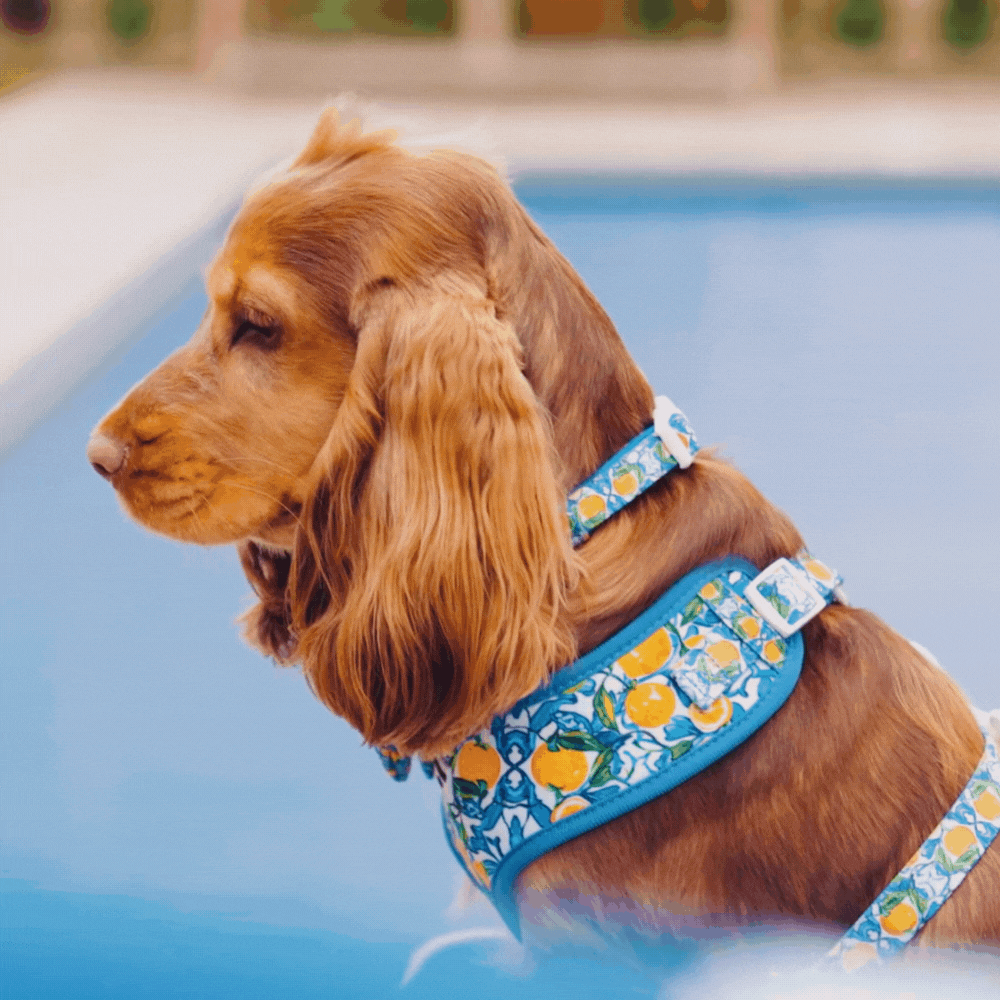 Amalfi Lemon Adjustable Neck HARNESS