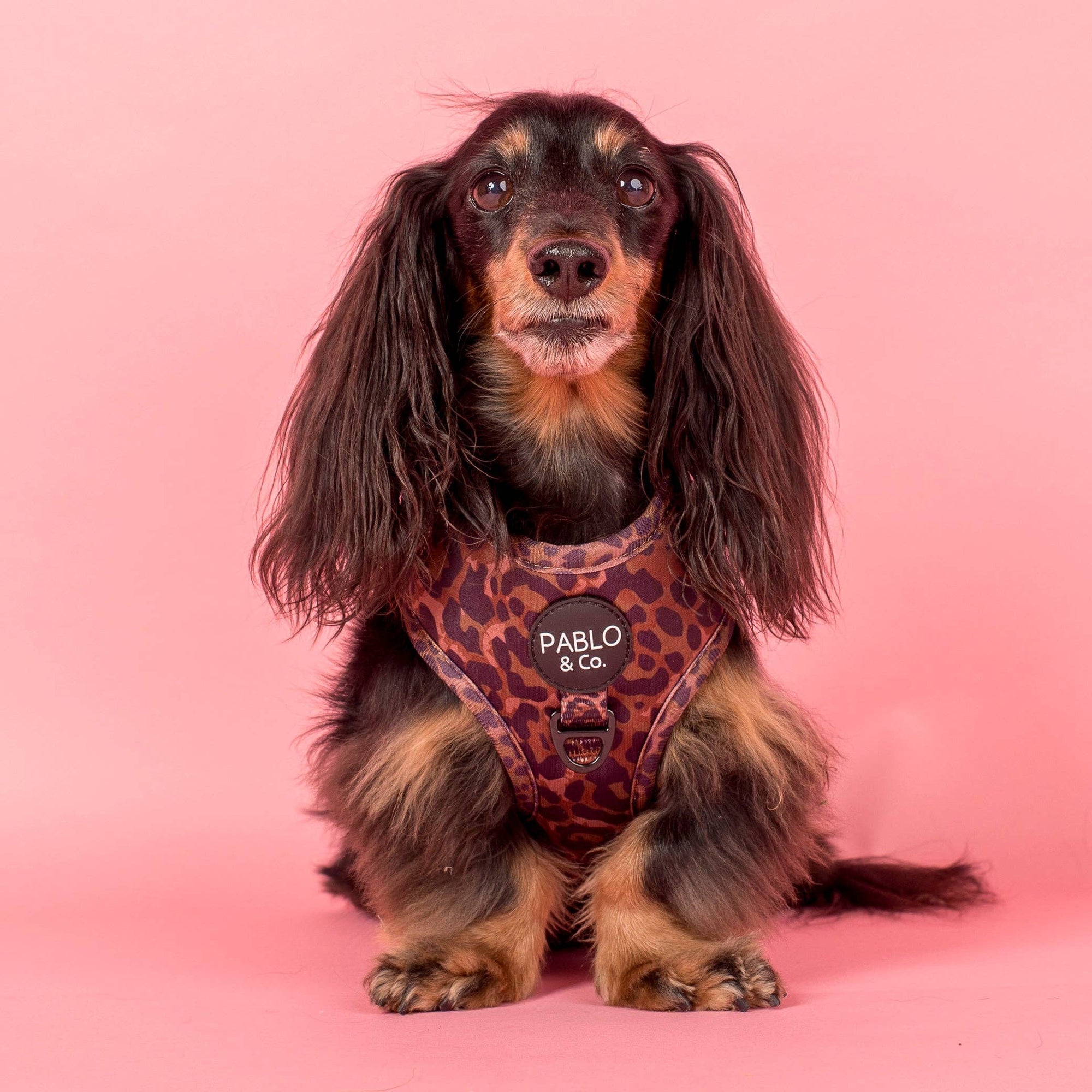 Leopard Adjustable Dog Harness