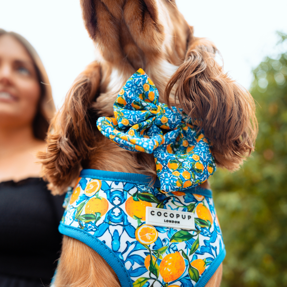 Amalfi Lemon Sailor Dog Bow Tie