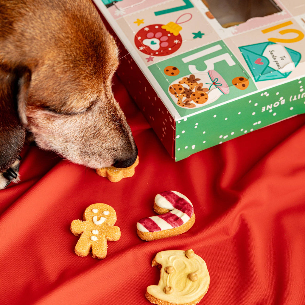 Christmas Biscuit Advent Calendar for Dogs