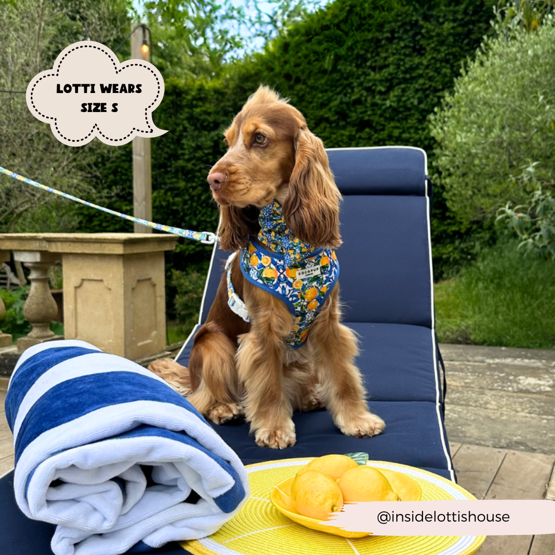 Amalfi Lemon Adjustable Neck HARNESS