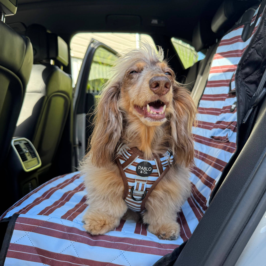 Sunday Stripes: Deluxe Single Dog Car  Seat Cover