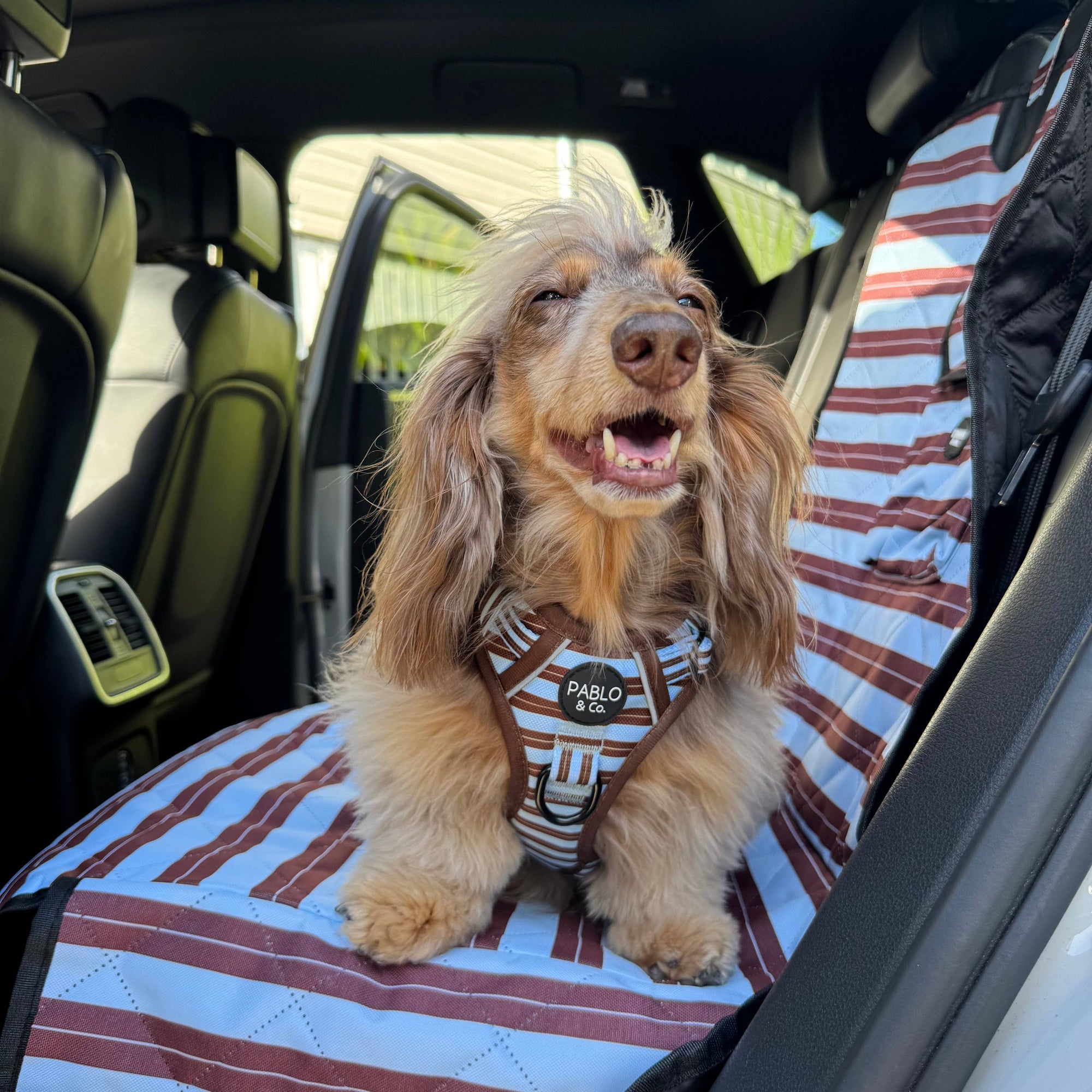 Sunday Stripes: Deluxe Single Dog Car  Seat Cover