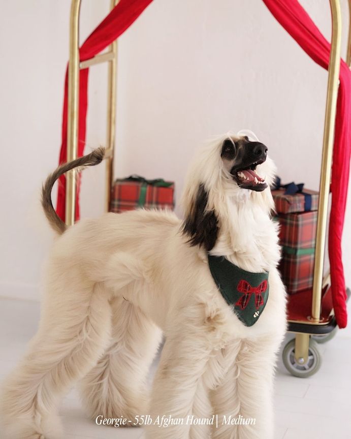 Kensington Bow bandana