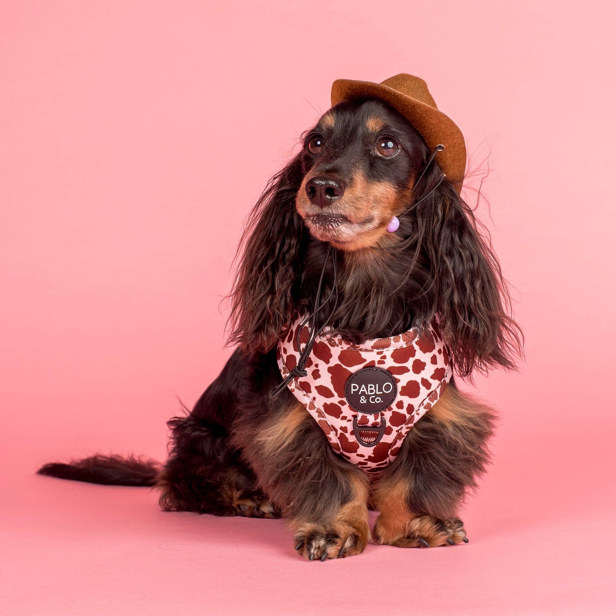Rodeo Adjustable Dog Harness