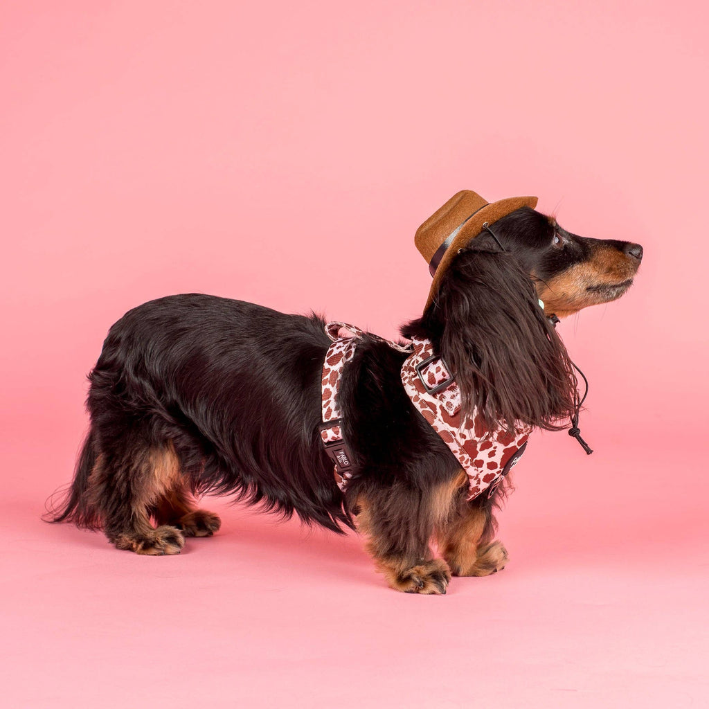 Rodeo Adjustable Dog Harness