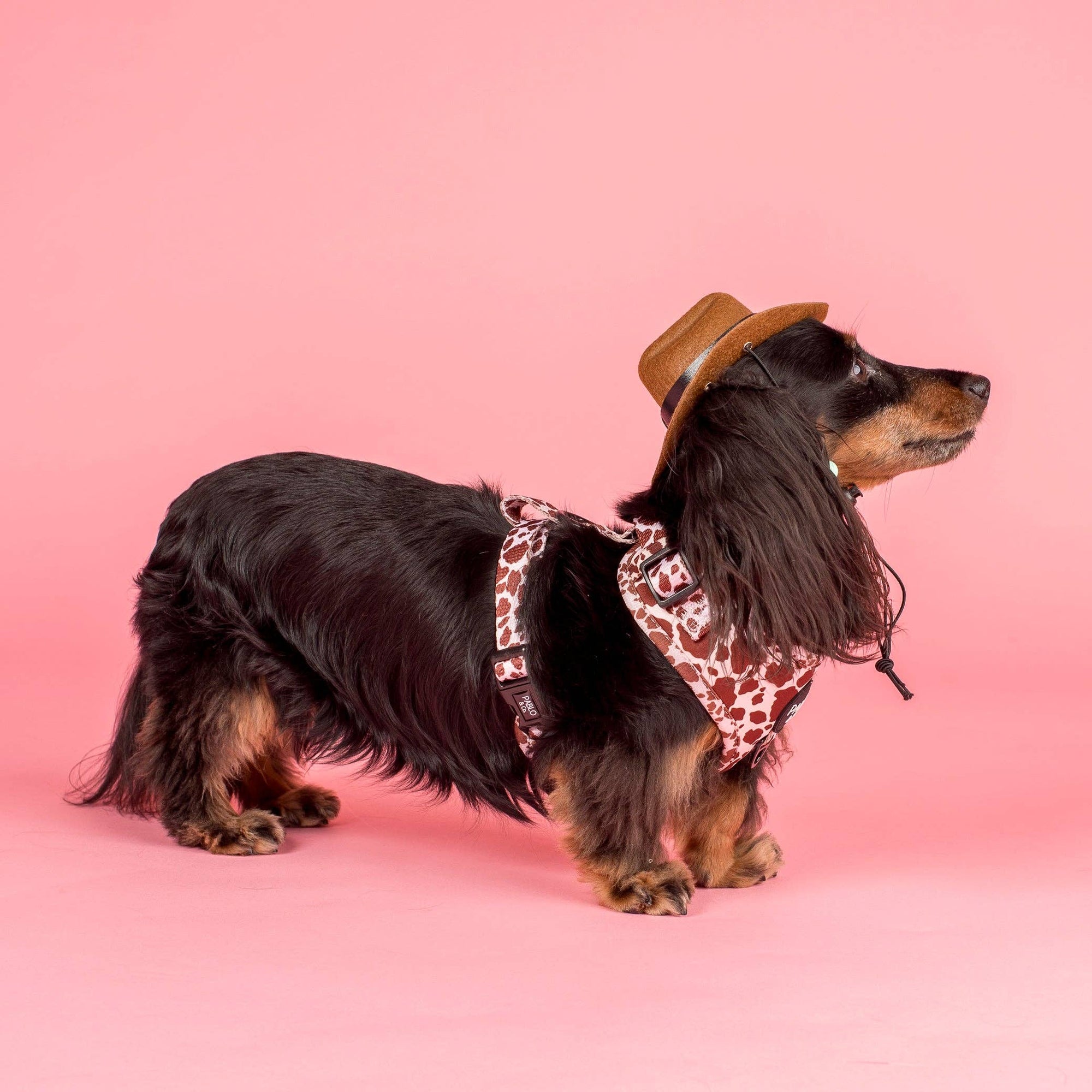 Rodeo Adjustable Dog Harness