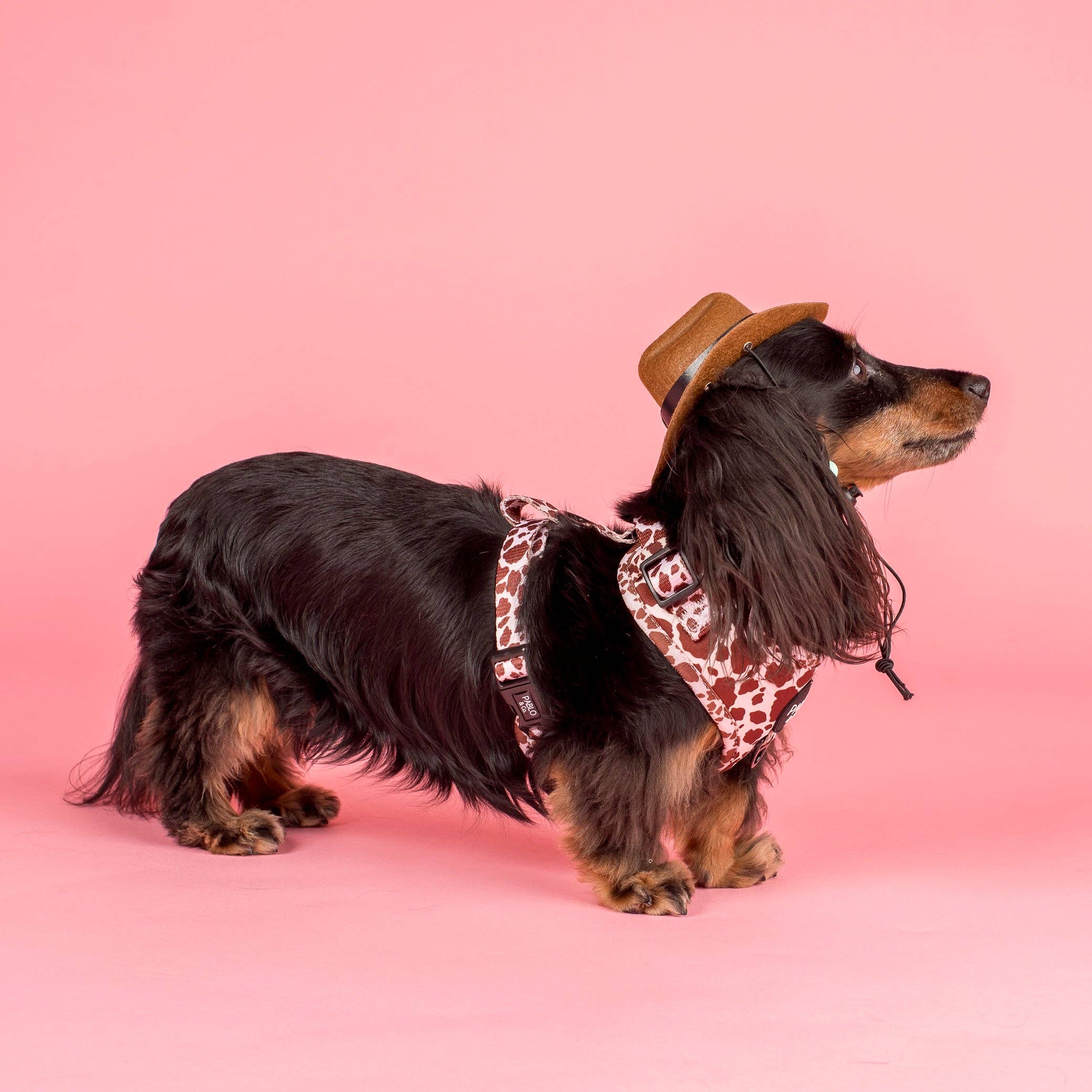 Rodeo Adjustable Dog Harness