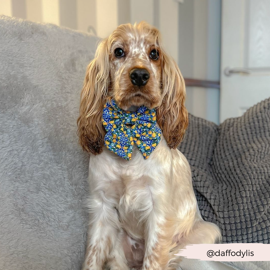 Amalfi Lemon Sailor Dog Bow Tie