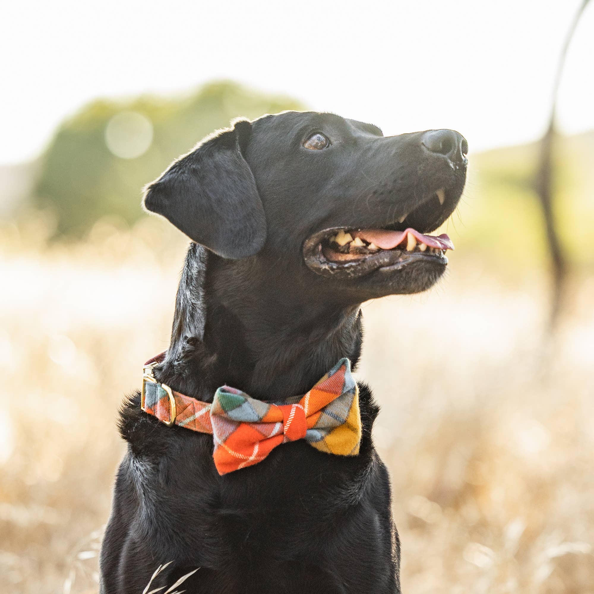 Buchanan Plaid Fall Dog Bow Tie
