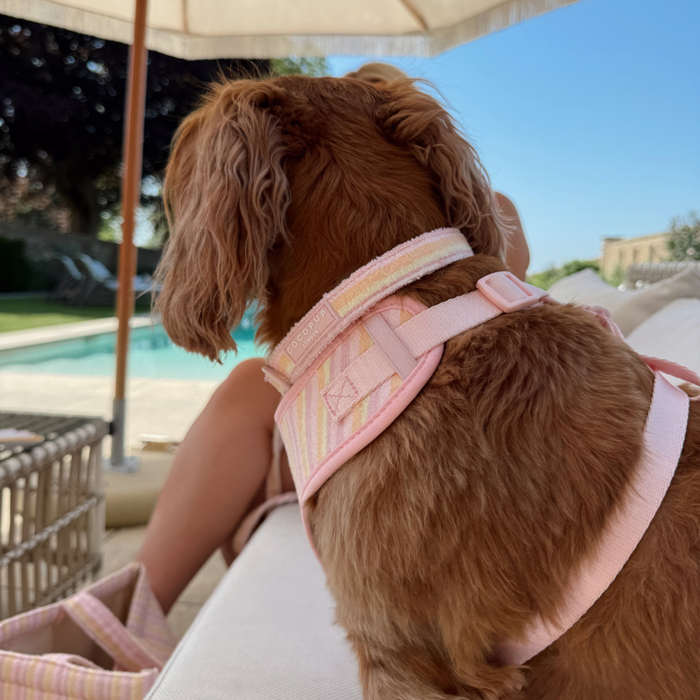 Pastel Stripes Dog COLLAR