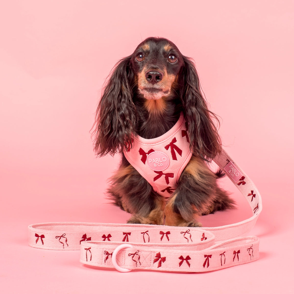 Velvet Blush Bows: Dog Leash