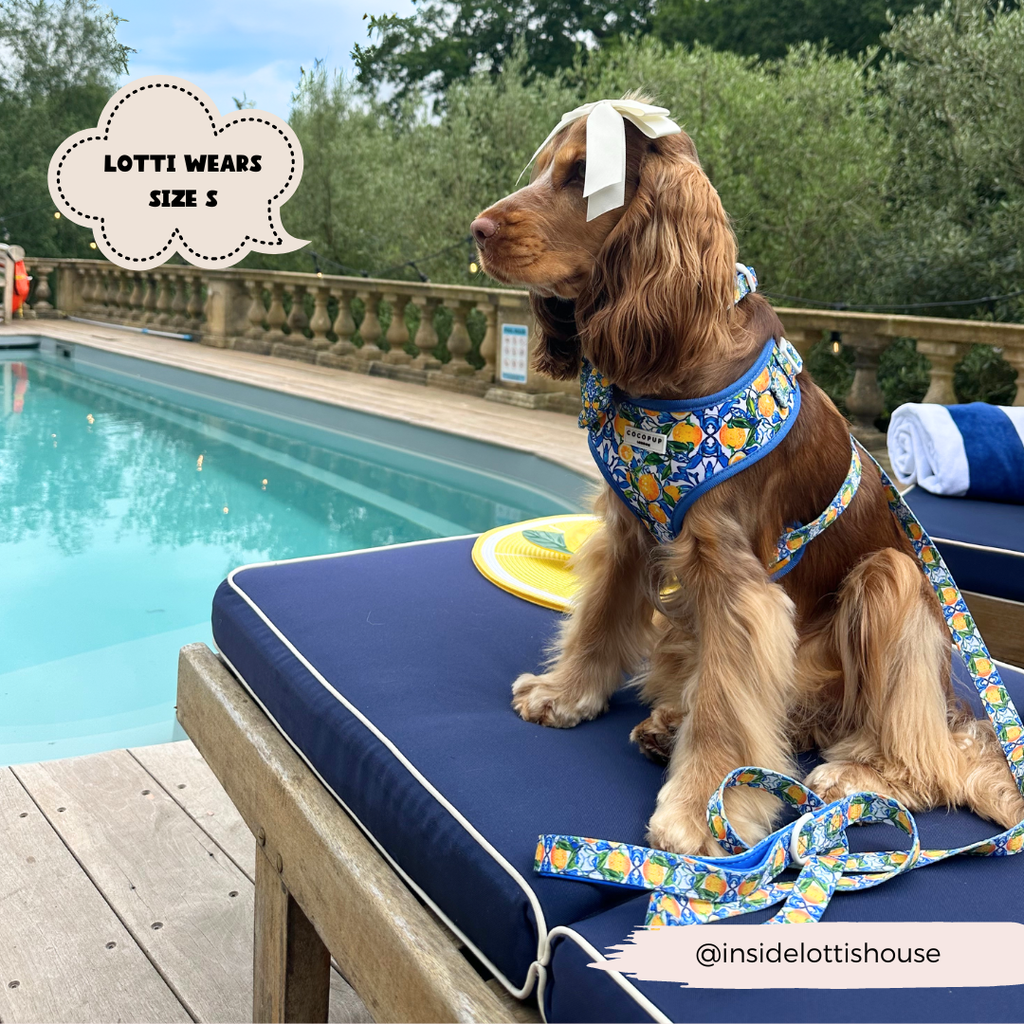 Amalfi Lemon Dog Lead