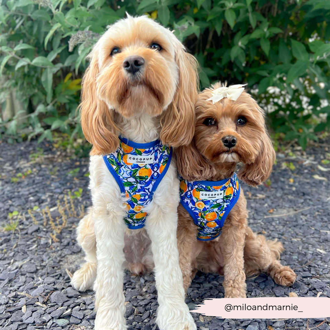 Amalfi Lemon Adjustable Neck HARNESS
