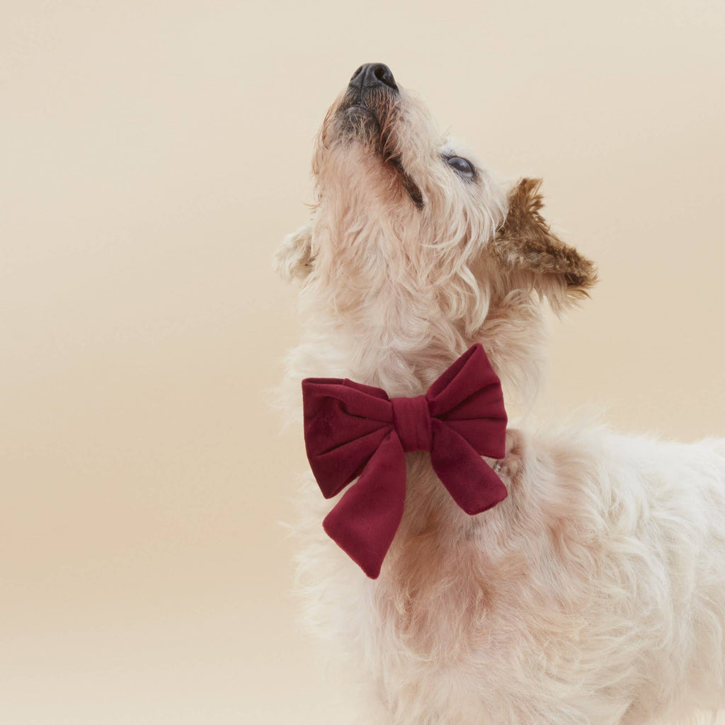 Burgundy Velvet Lady Dog Bow