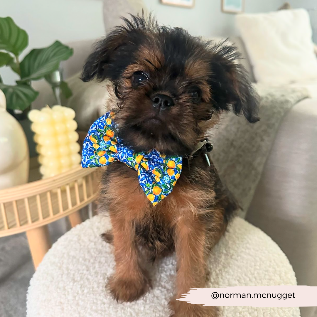Amalfi Lemon Dog Bow Tie
