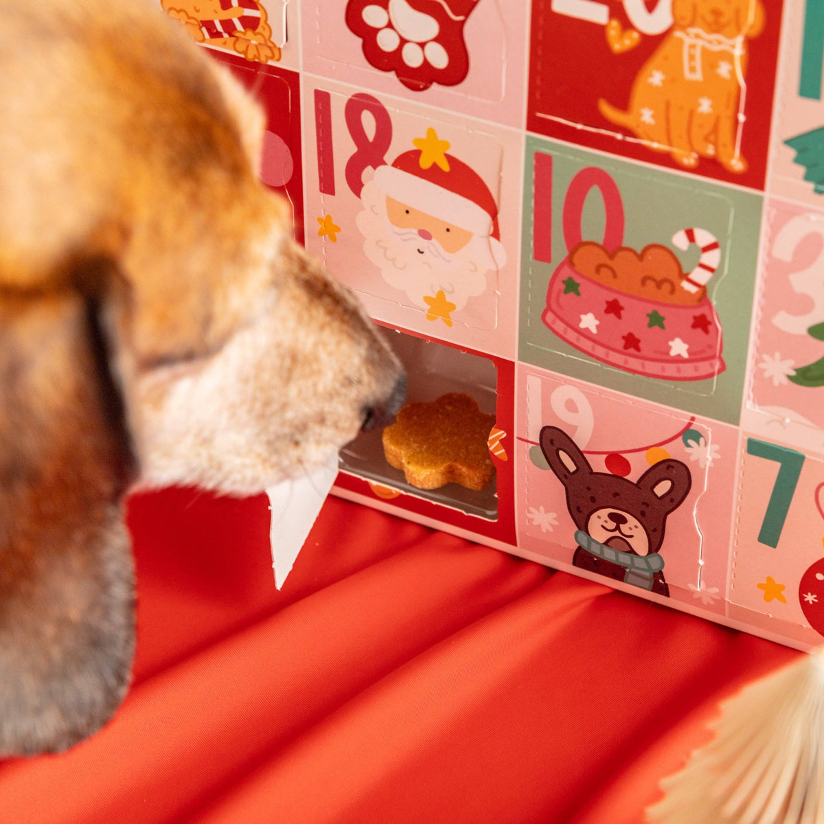 Christmas Biscuit Advent Calendar for Dogs