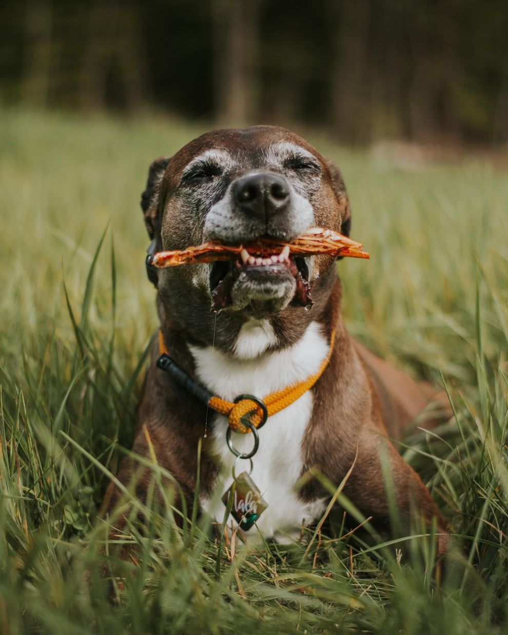 Argentine red shrimp