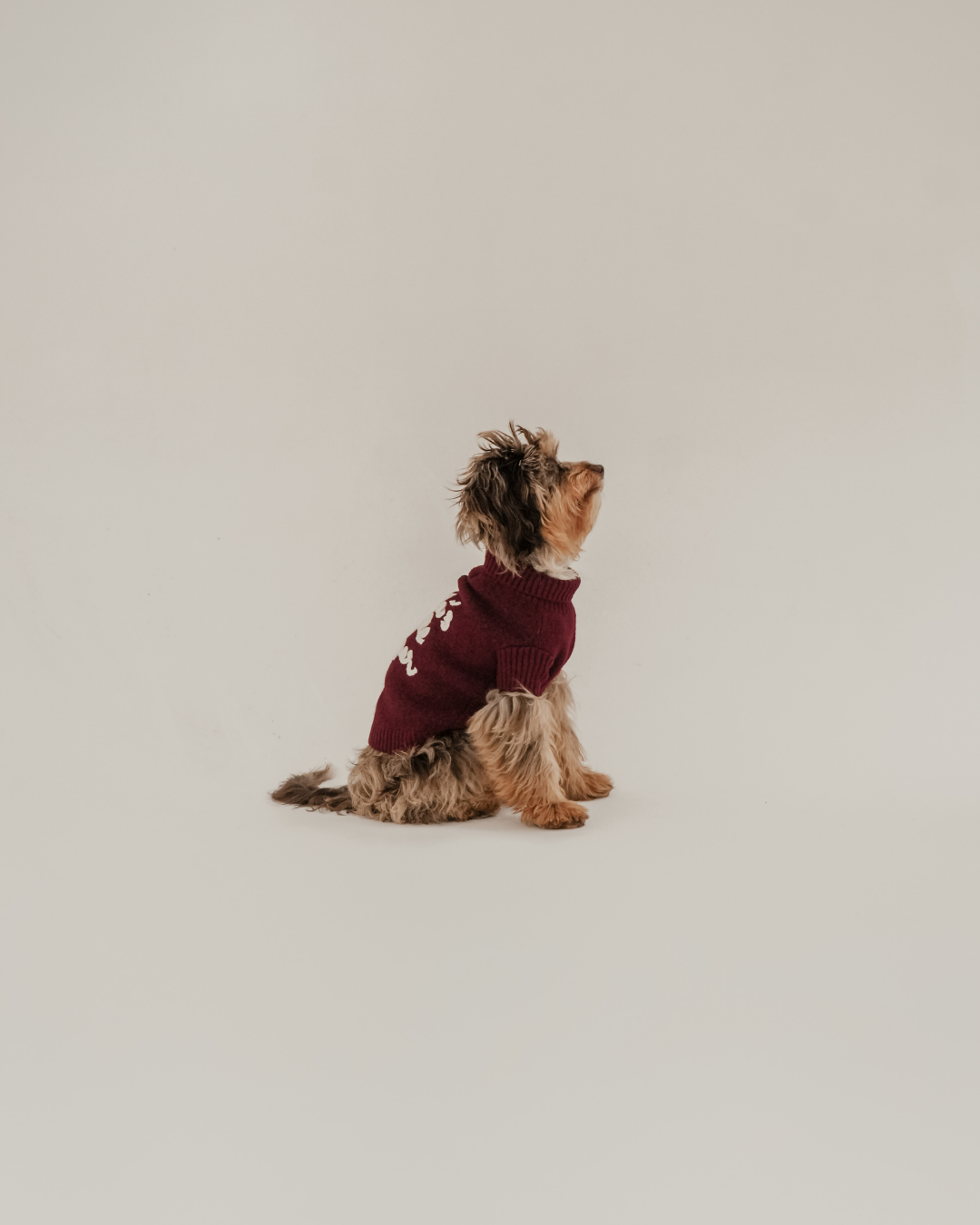 Santa's Little Helper | Roll Neck Knit Dog Jumper