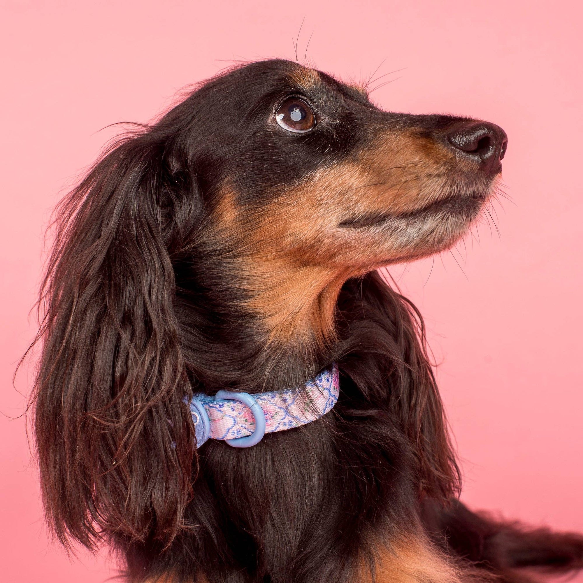 Petal: Collar