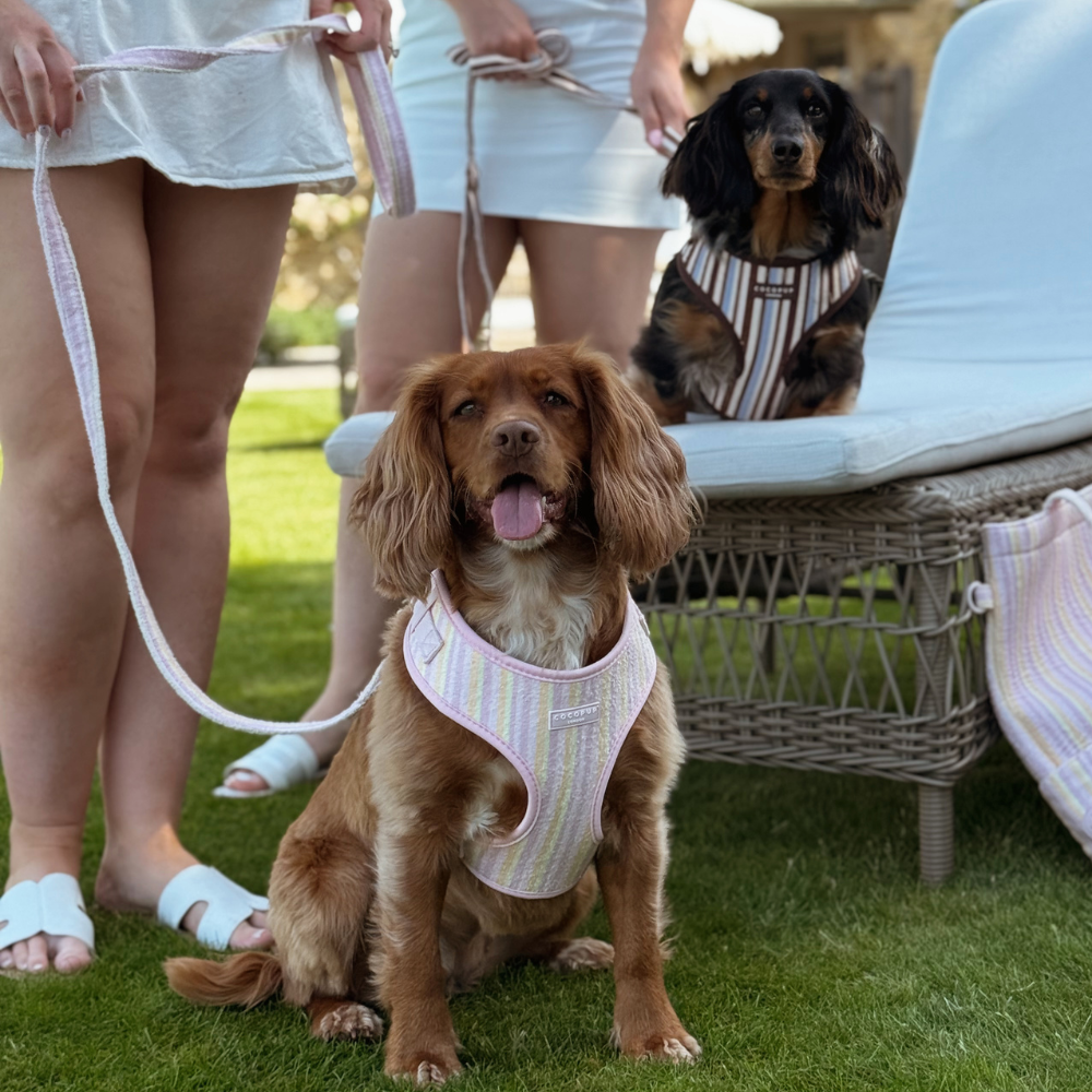 Pastel Stripes Dog Lead
