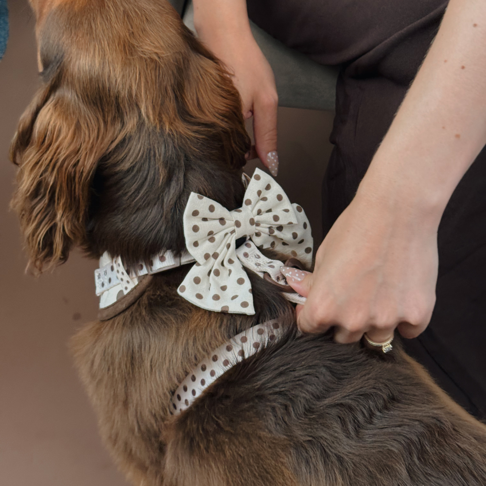 Tiramisu Polka Dot Sailor Dog Bow Tie