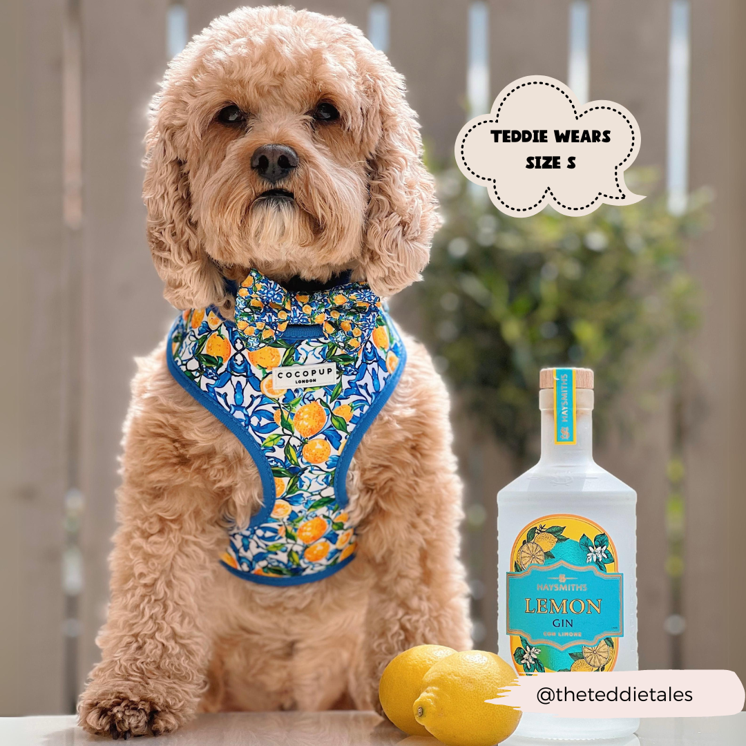 Amalfi Lemon Adjustable Neck HARNESS