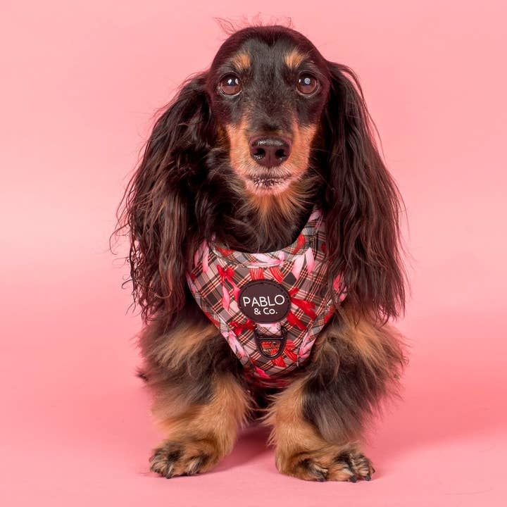 Wrapped in Ribbons Adjustable harness