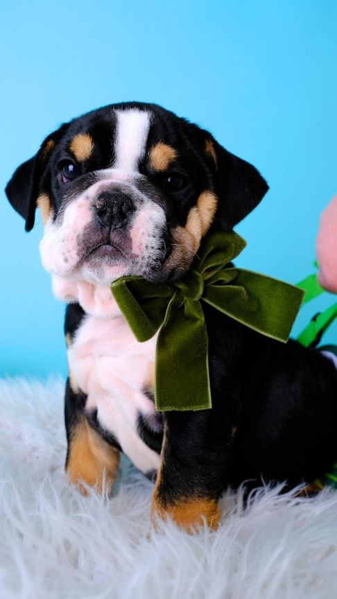 Hunter green velvet bow