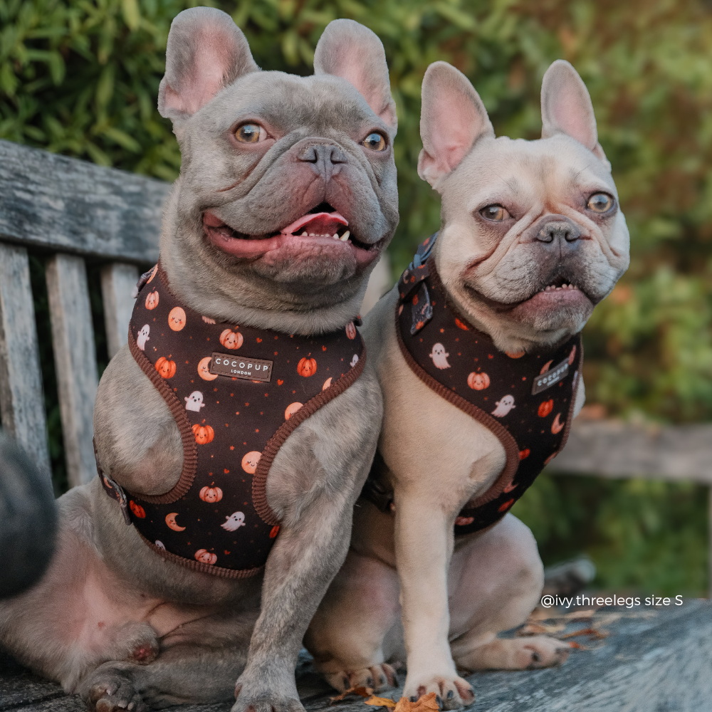 Boo Crew Adjustable Neck HARNESS