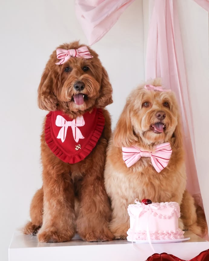 Sweetheart Stripe dog  bandana