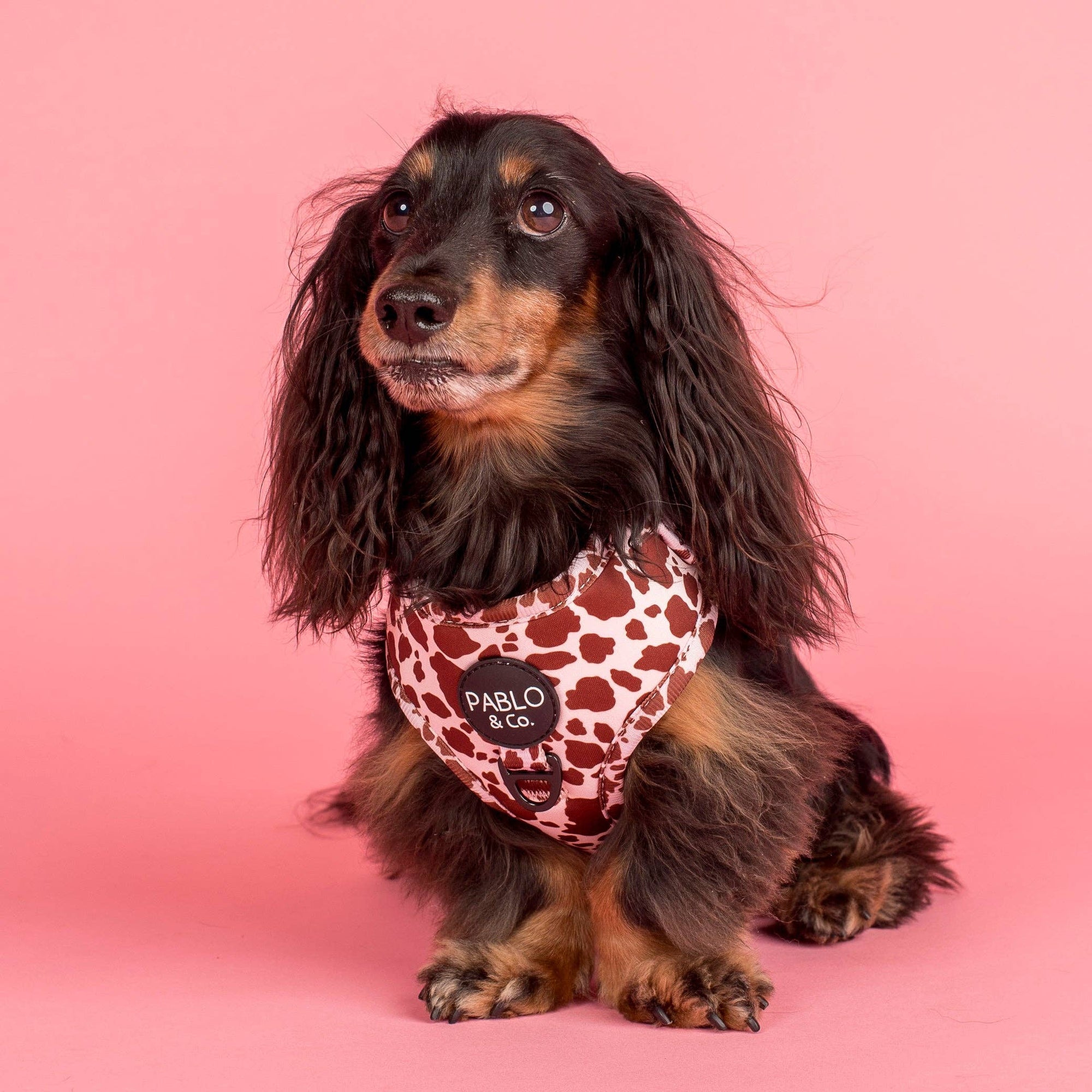 Rodeo Adjustable Dog Harness