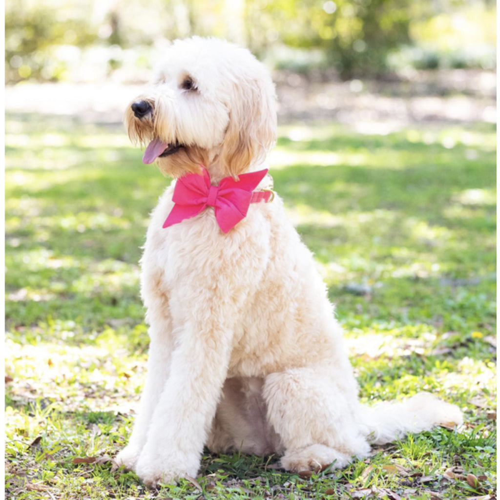 Azalea pink Belle bow dog collar
