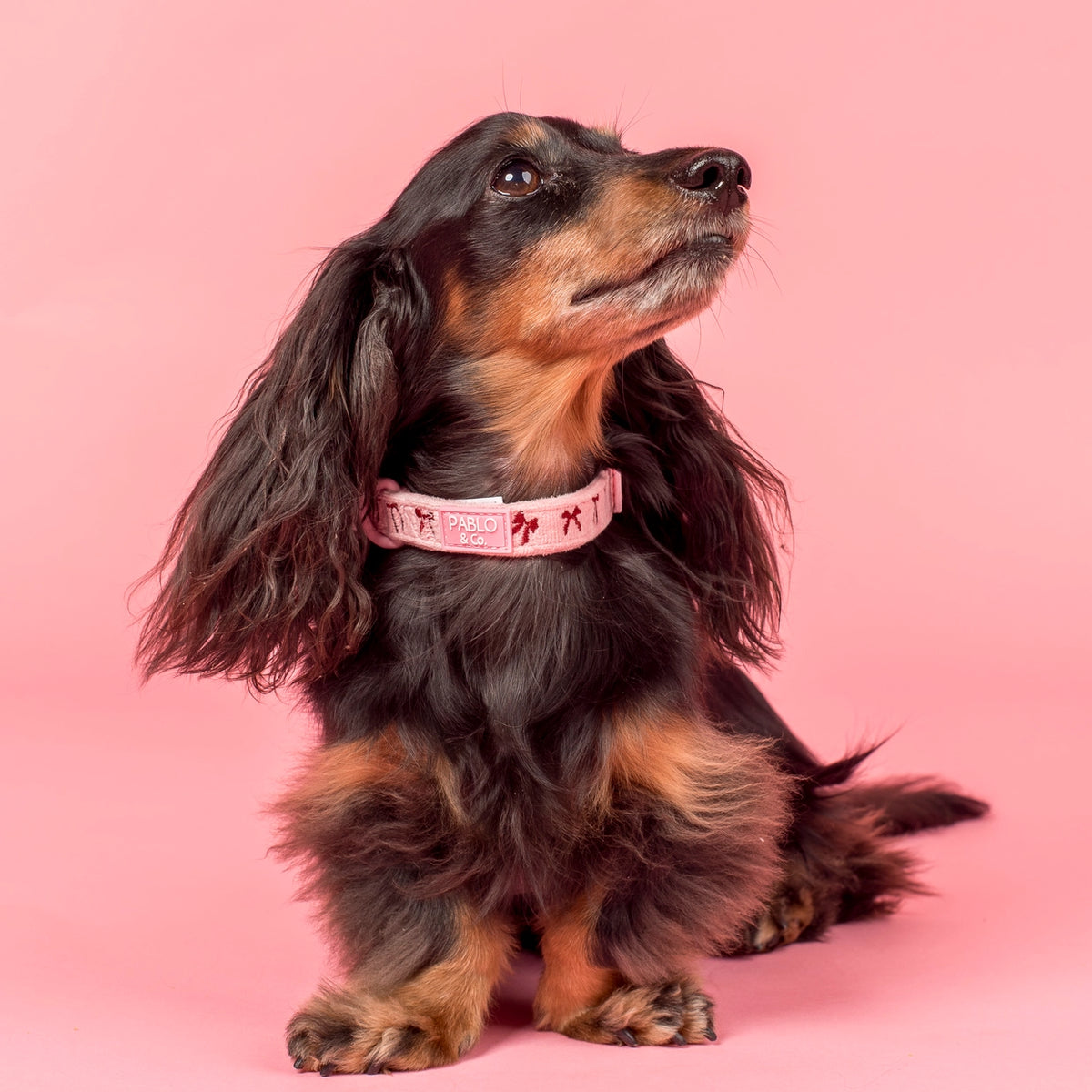 Velvet Blush Bows: Dog Collar