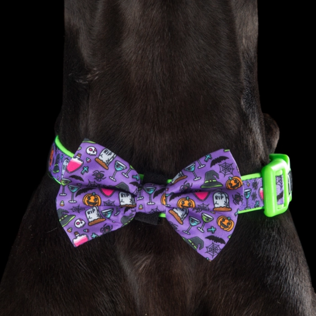 Haunted Hound - Collar & Bow