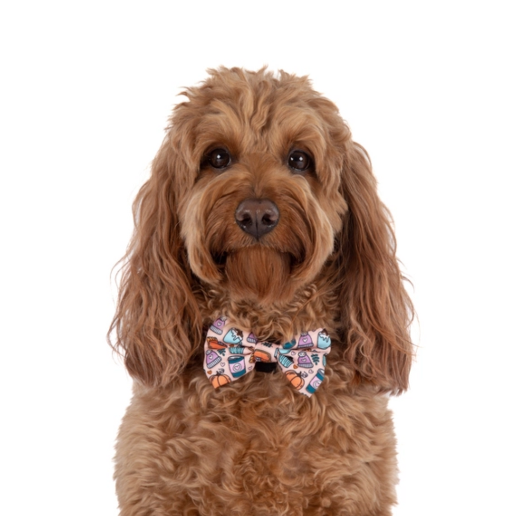 Pupkin Spice - Collar & Bow
