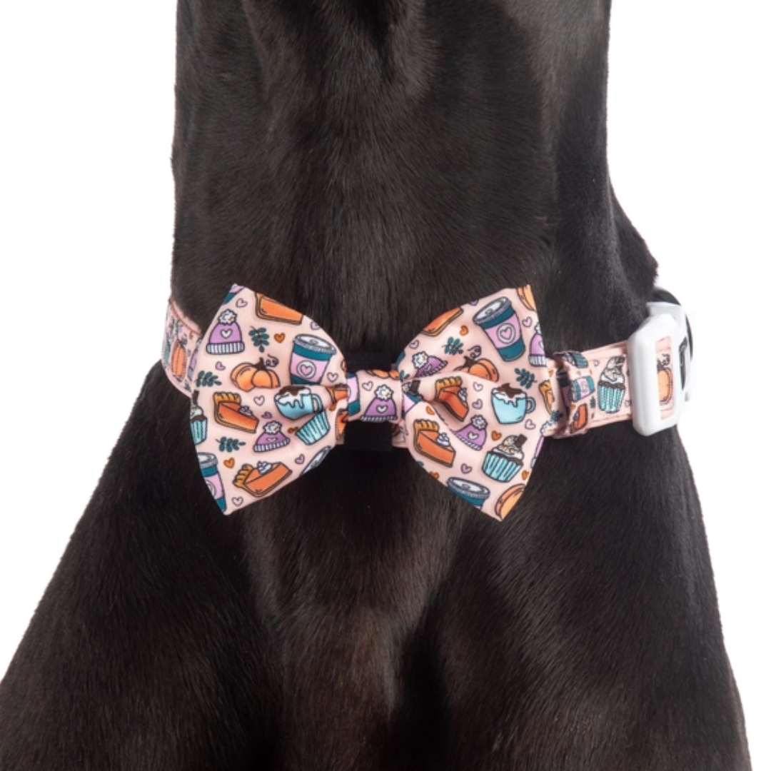 Pupkin Spice - Collar & Bow