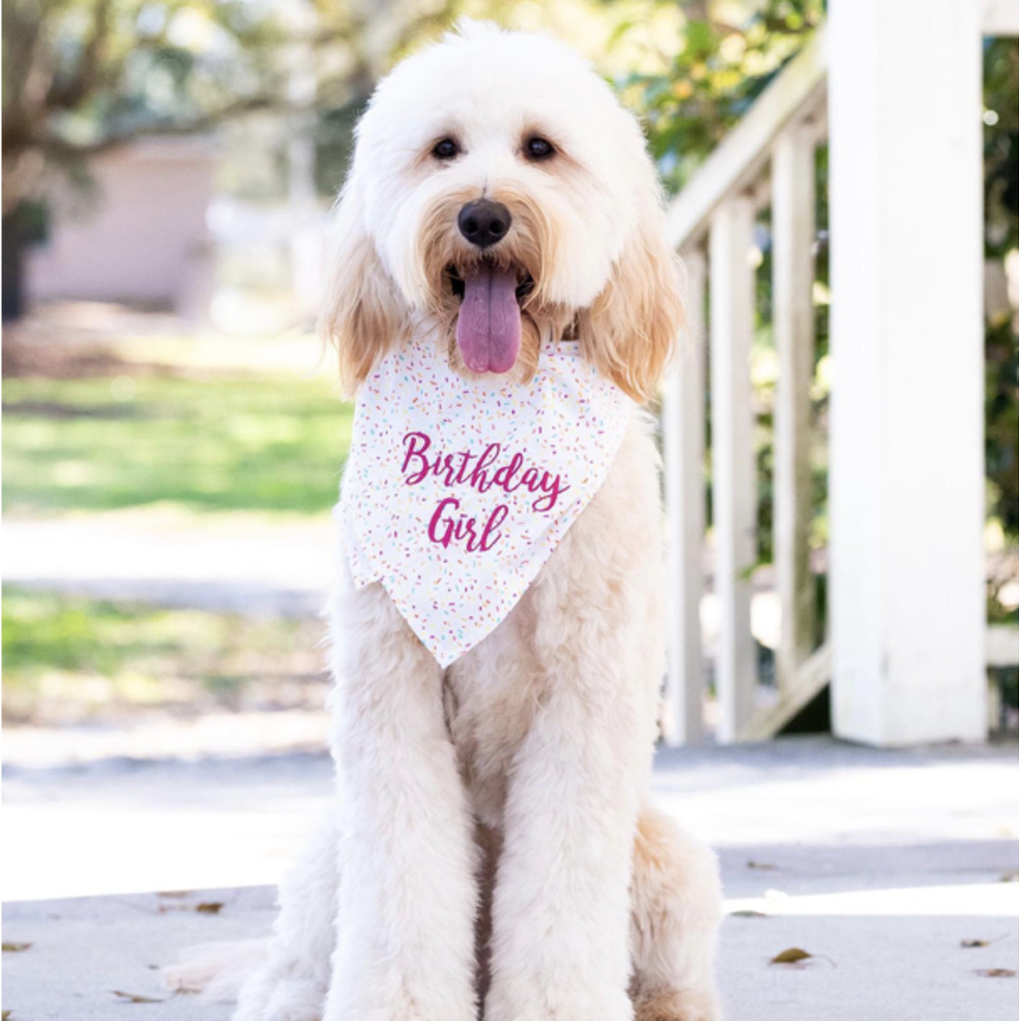 Sprinkles birthday girl dog bandana crew La La