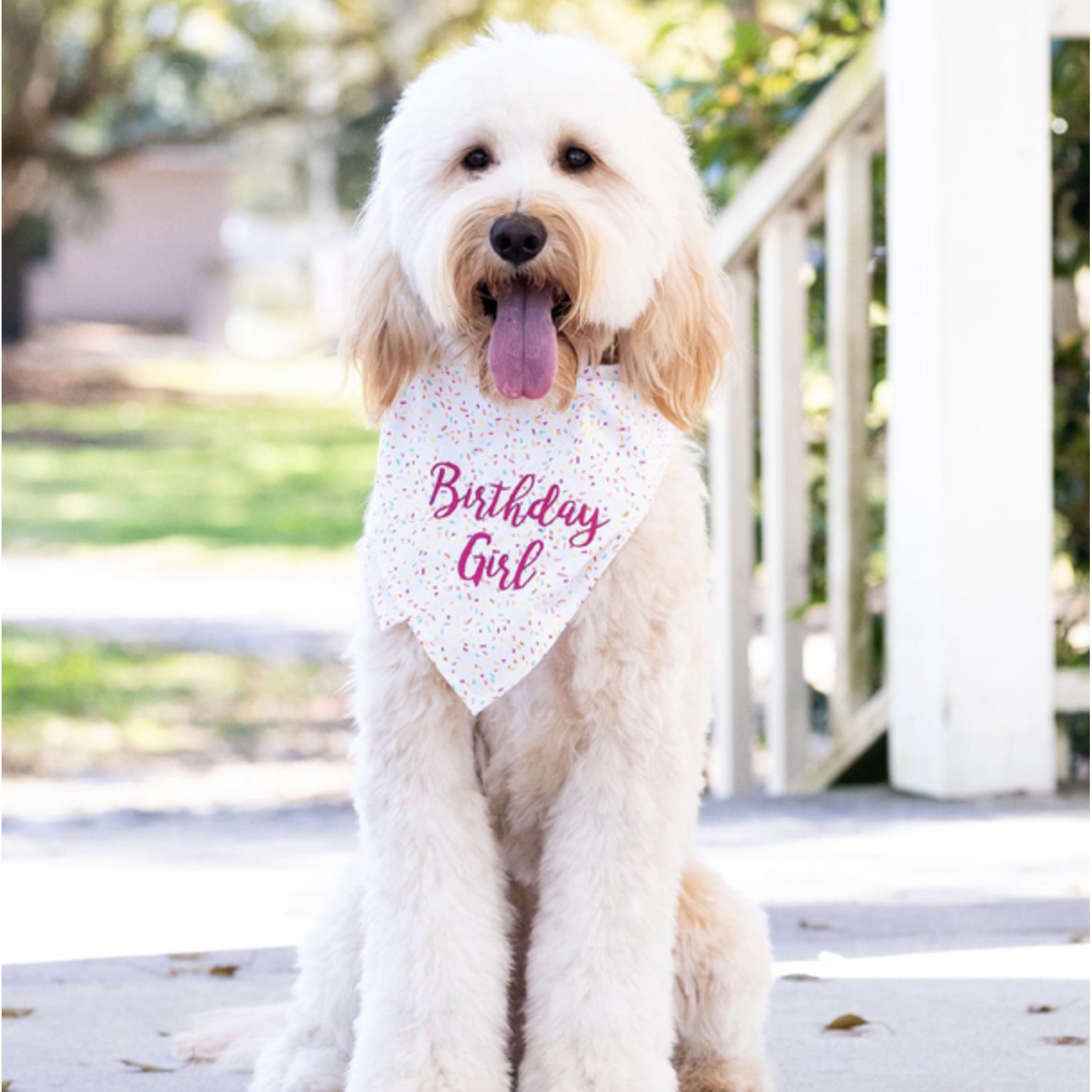 Sprinkles birthday girl dog bandana crew La La