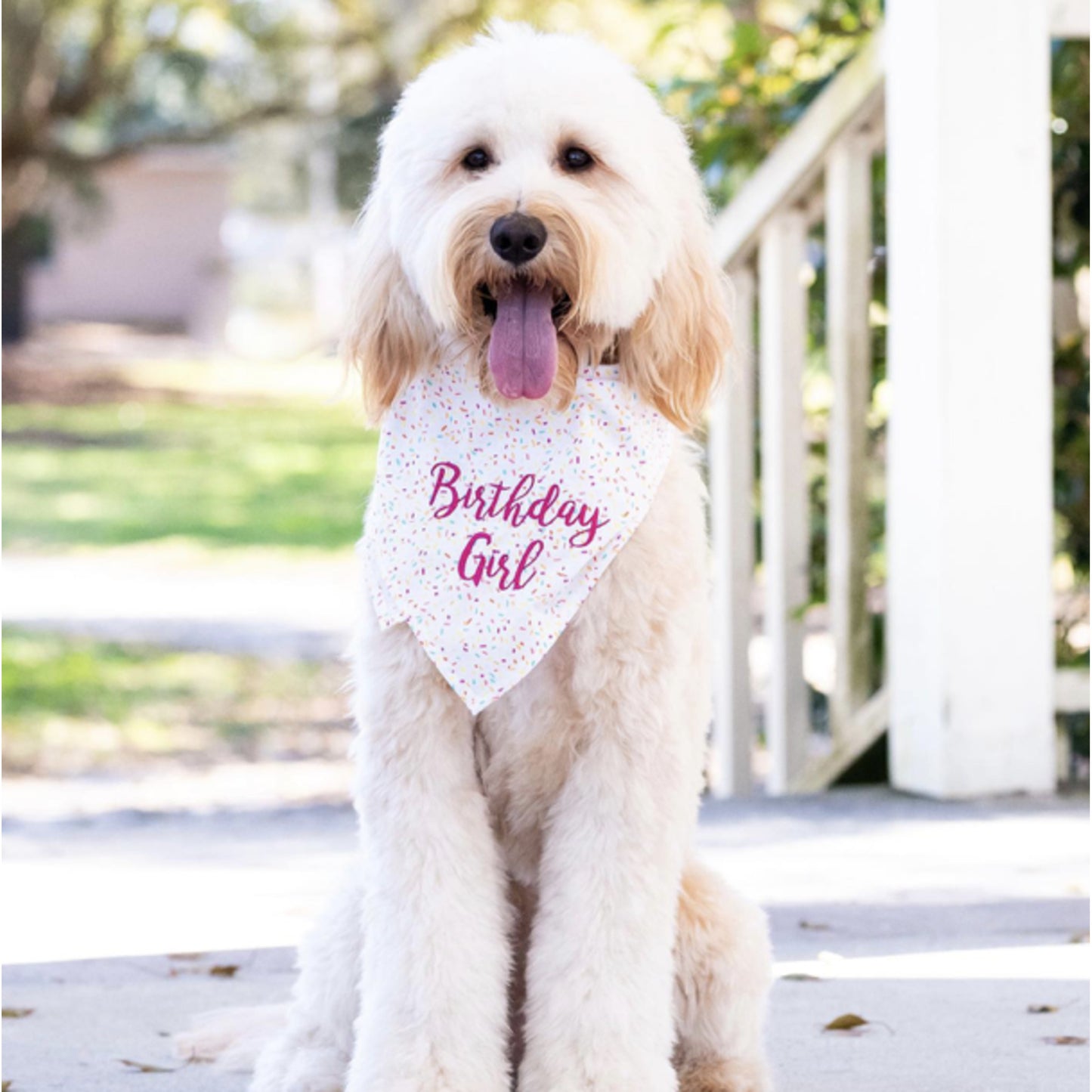 Sprinkles birthday girl dog bandana