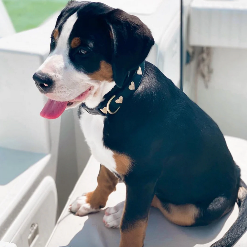 Heart Of Gold Collar