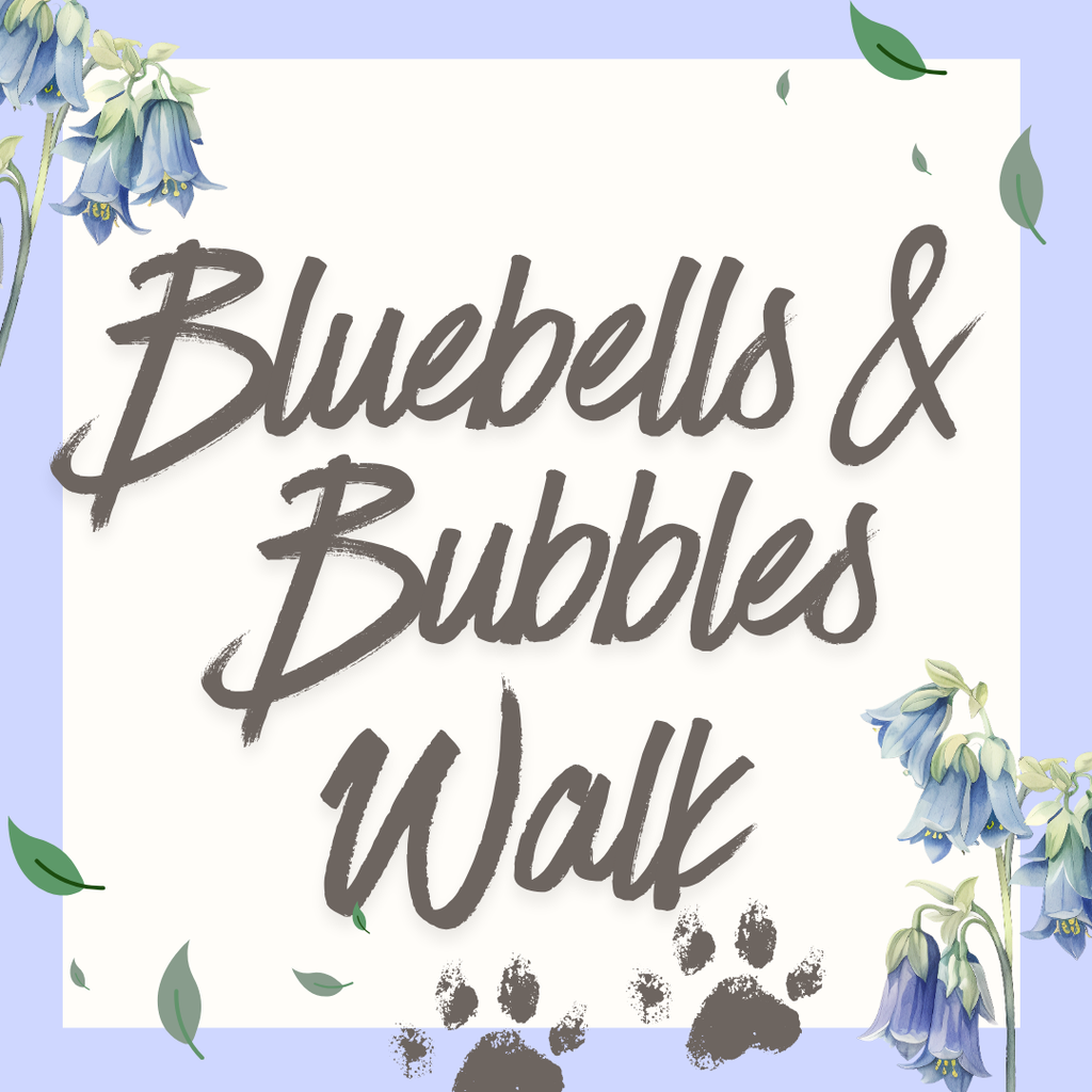 Daisy’s Bluebells and Bubbles dog walk