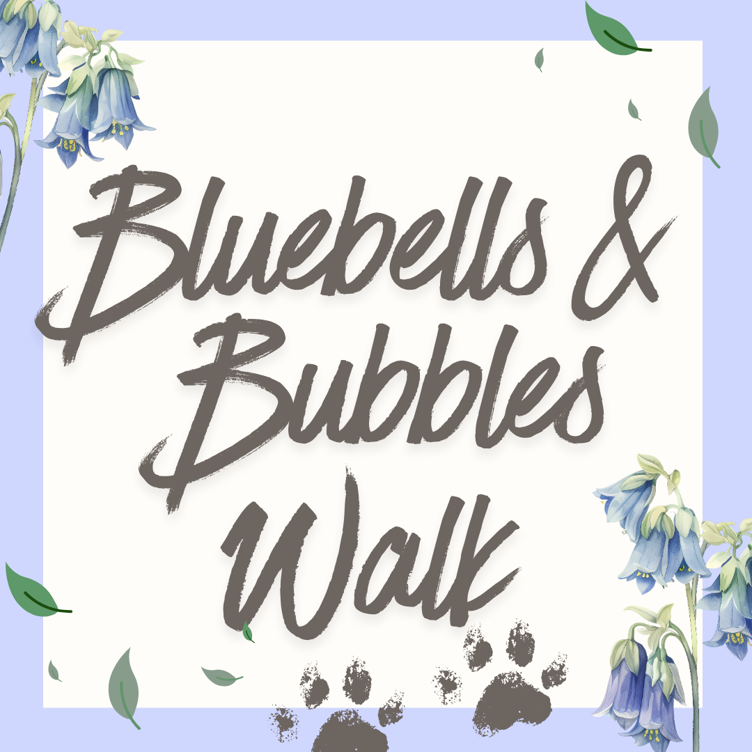 Daisy’s Bluebells and Bubbles dog walk